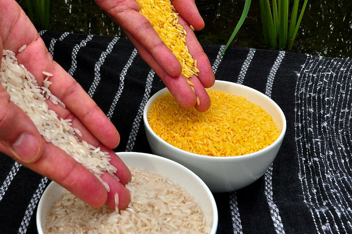 arroz dorado y arroz blanco