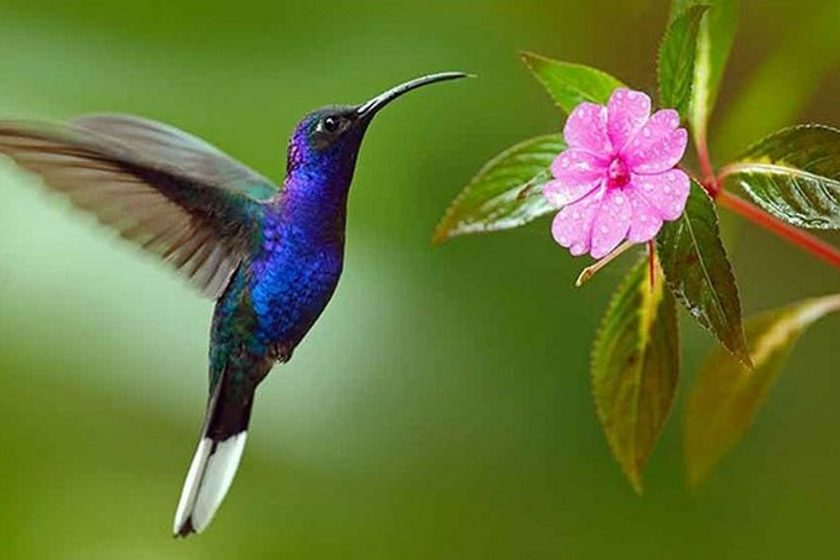 Jardines de colibríes en la Ciudad de México