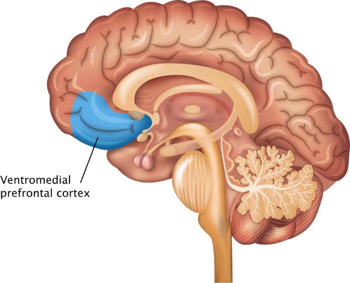 Ubicacion de la corteza prefrontal