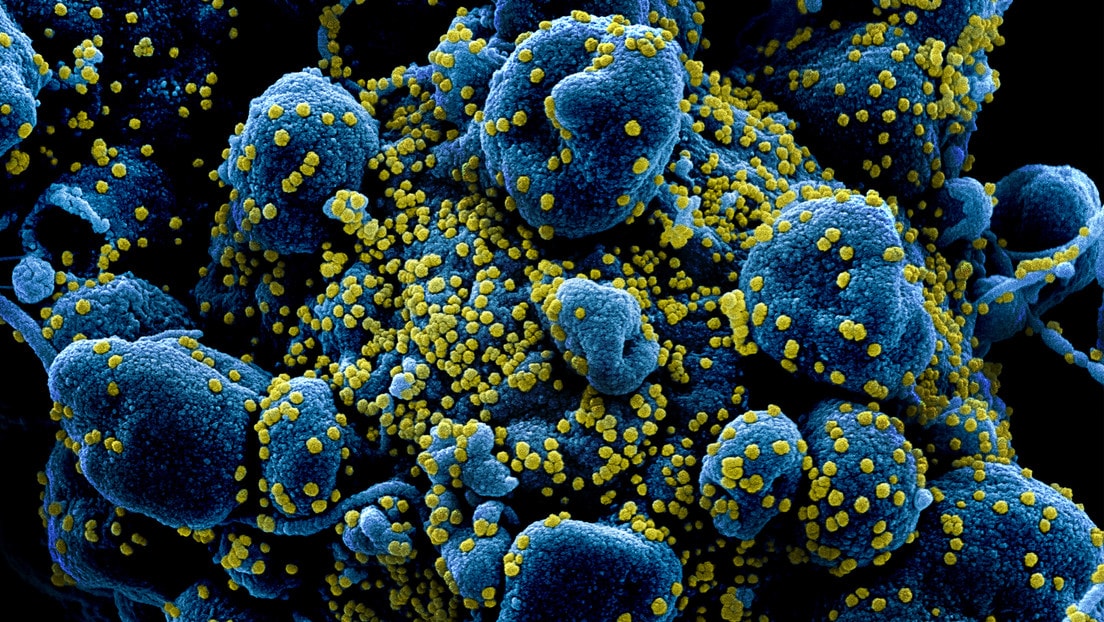 como el coronavirus ataca células humanas