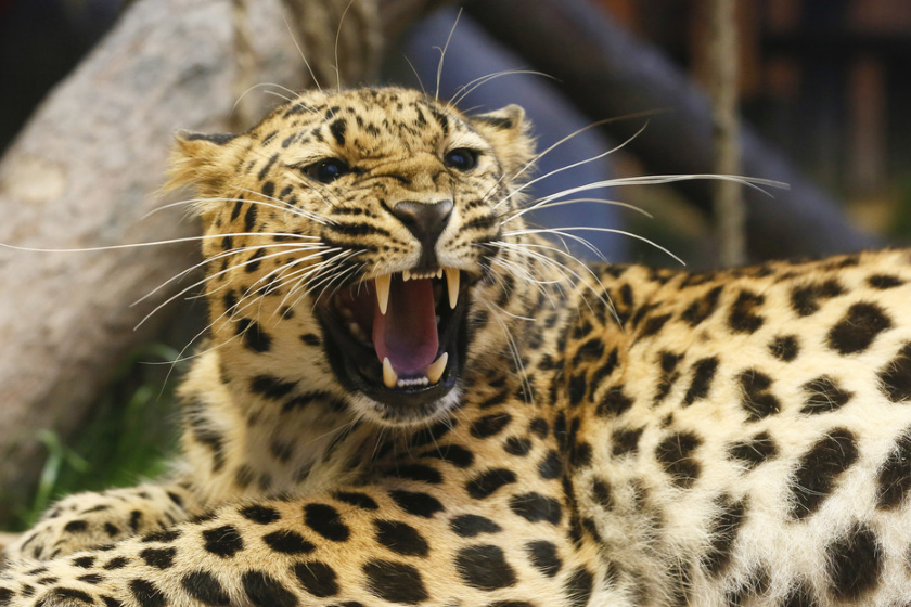 video Leopardo despierta a una hembra
