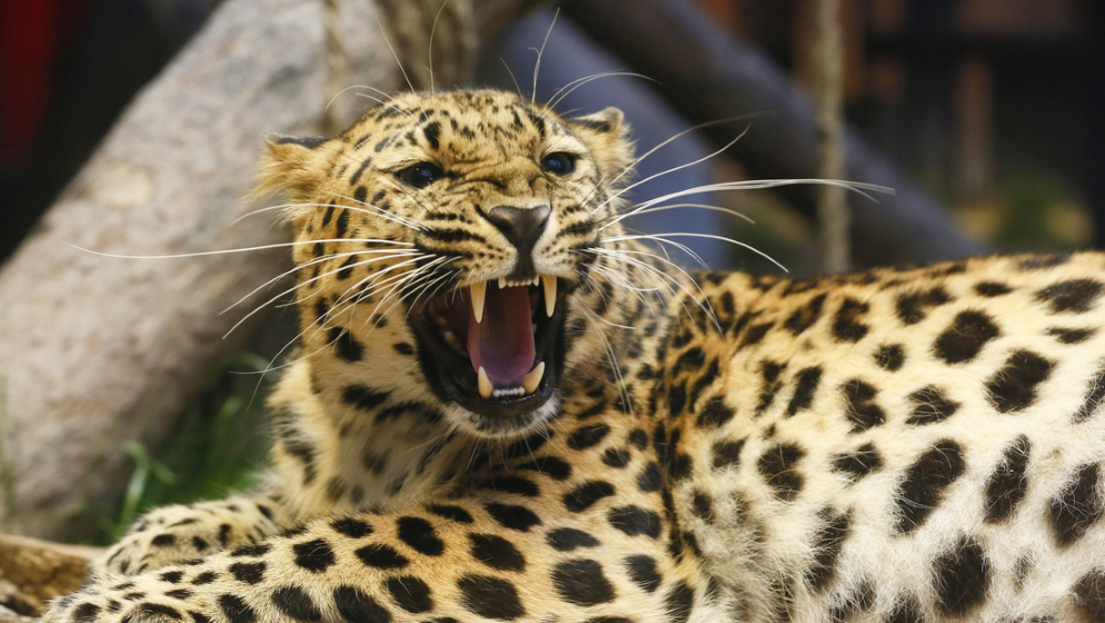video Leopardo despierta a una hembra