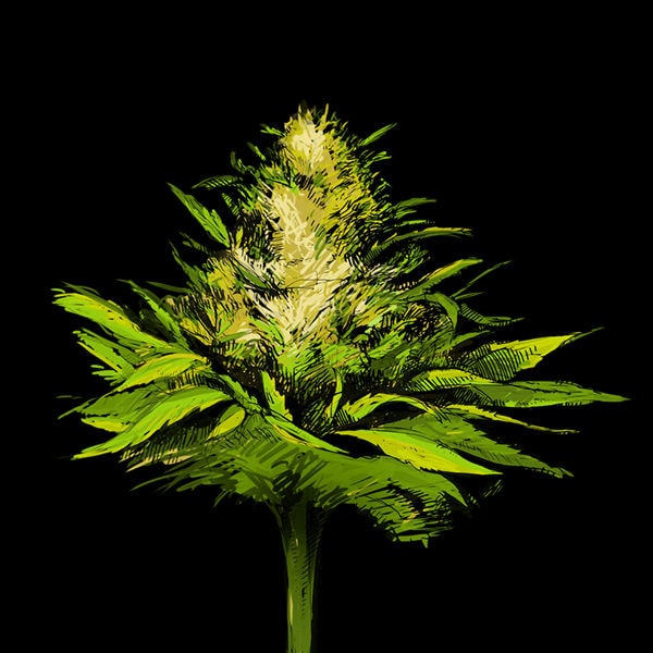 planta de marihuana