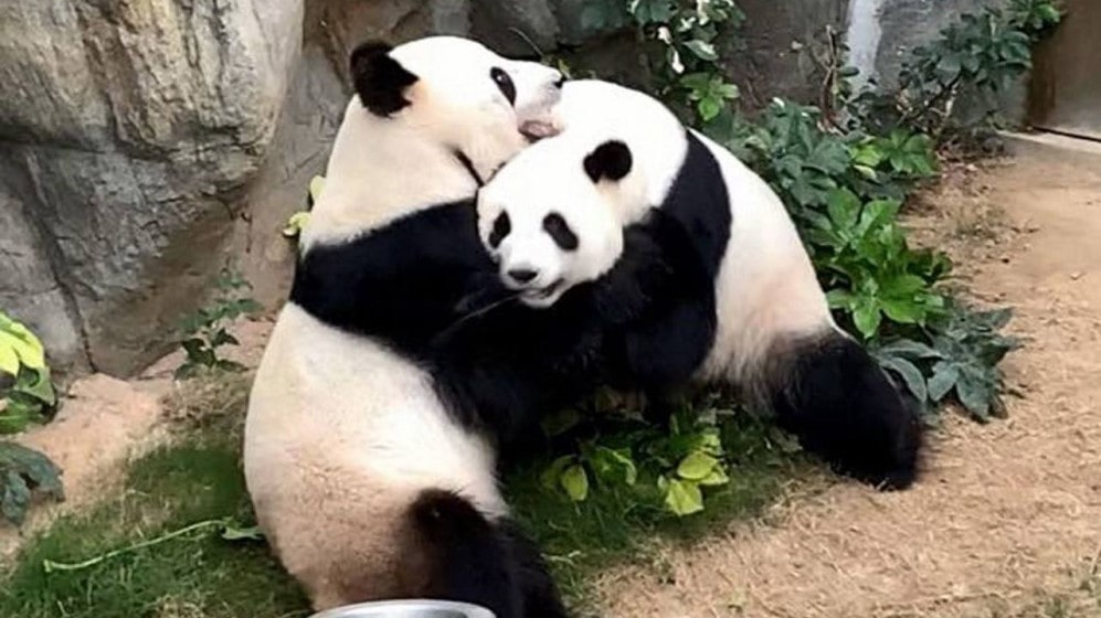 Pandas se aparean durante cuarentena