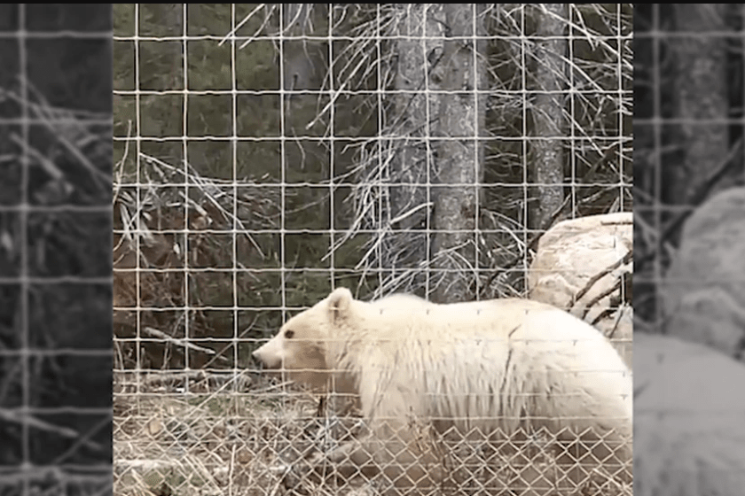VIDEO osos grizzly blanco en Canadá