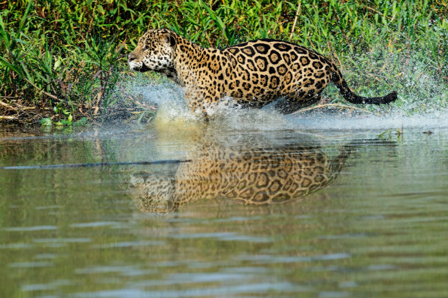 jaguar en el agua