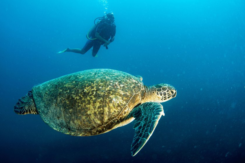 tortuga marina gigante