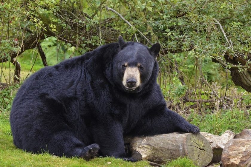 VIDEO oso negro se une a picnic familiar