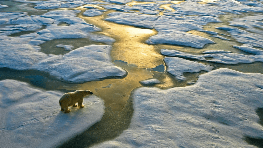 osos polares del Ártico