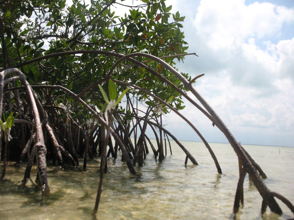 manglares de Isla Blanca