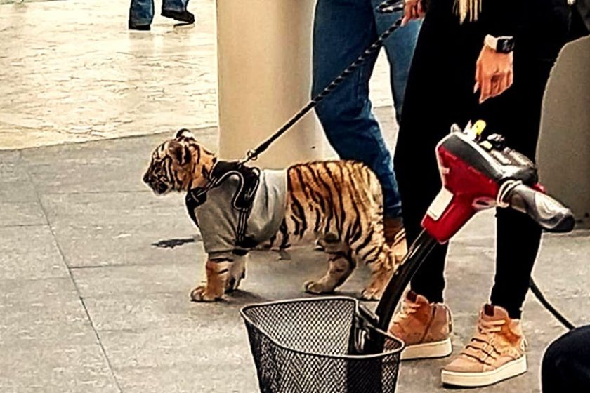 Captan a mujer paseando a un tigre en plaza Antara