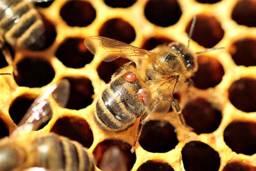 smart hive