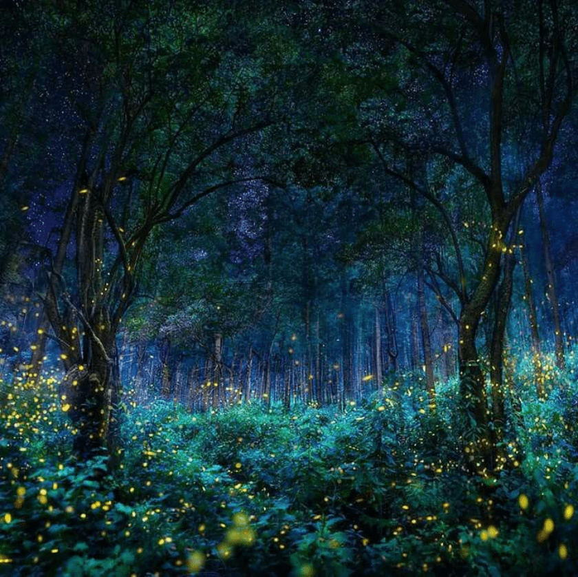 bosque de luciernagas