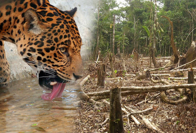 deforestacion del jaguar