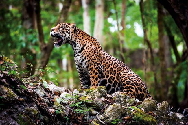 habitat del jaguar