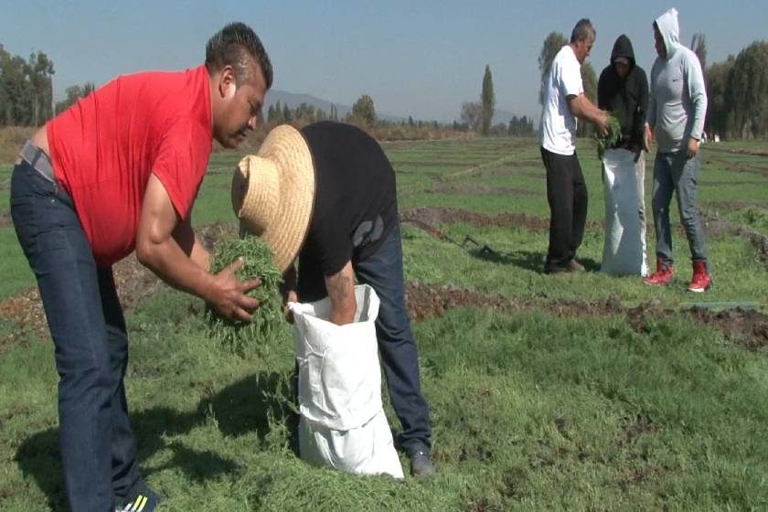 romeritos_Agricultura_CDMX