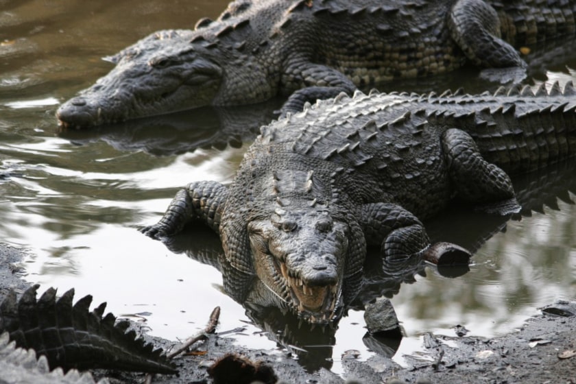 cocodrilos en Jalisco