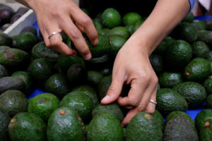 aguacate oro verde