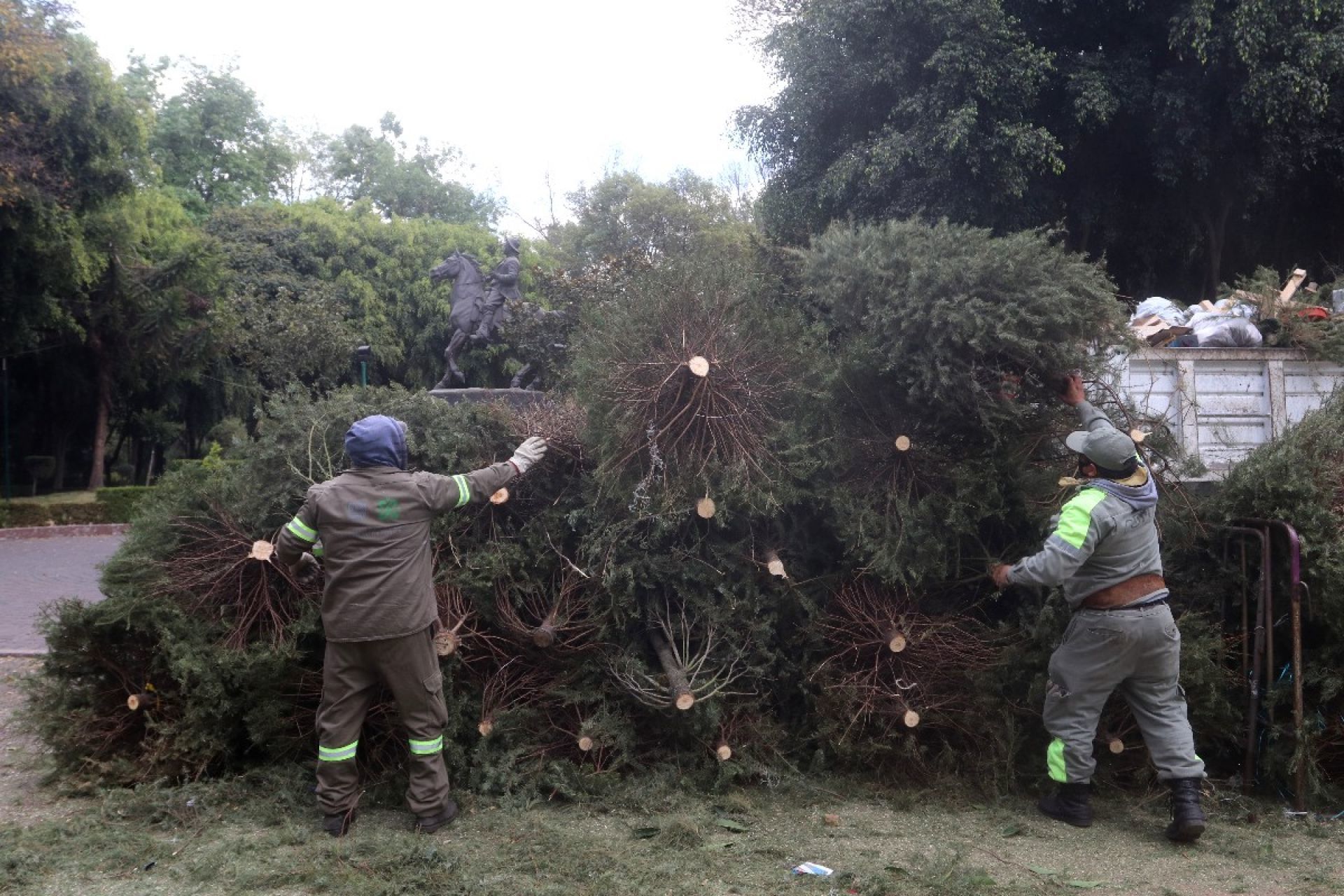 Árboles de navidad serán reciclados en Xochimilco - El Semanario